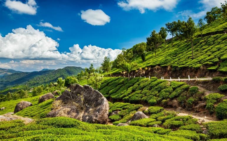 Munnar Tea Garden Delight