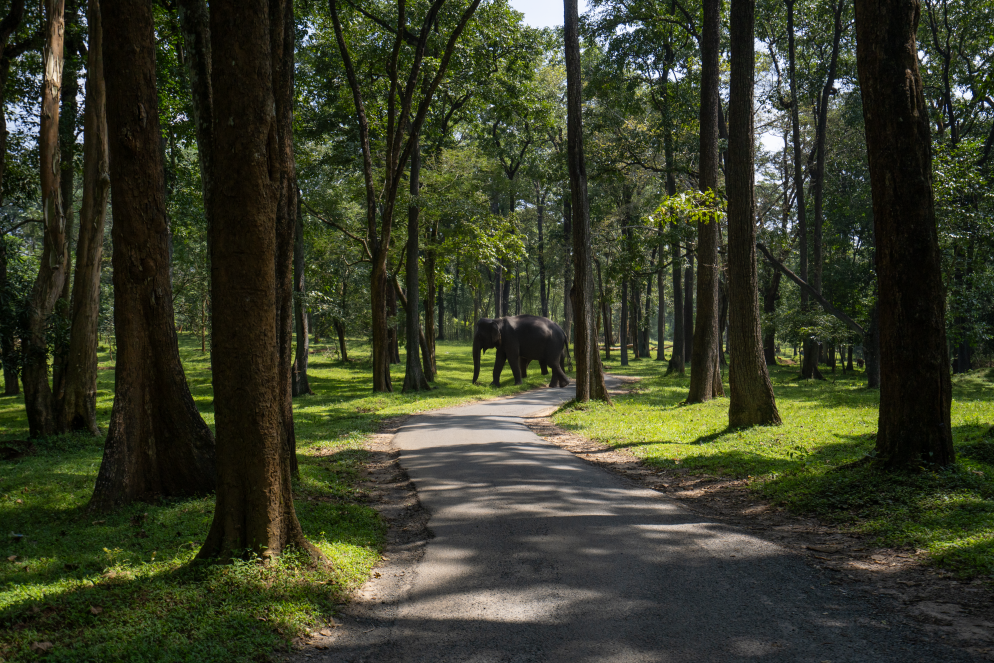 Wayanad Nature Trail
